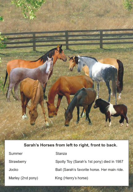 Sarah's_horses